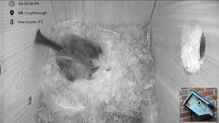 Blue Tit Nest box Loughborough - livestream - 6 eggs hatched @nestboxcam-loughborough