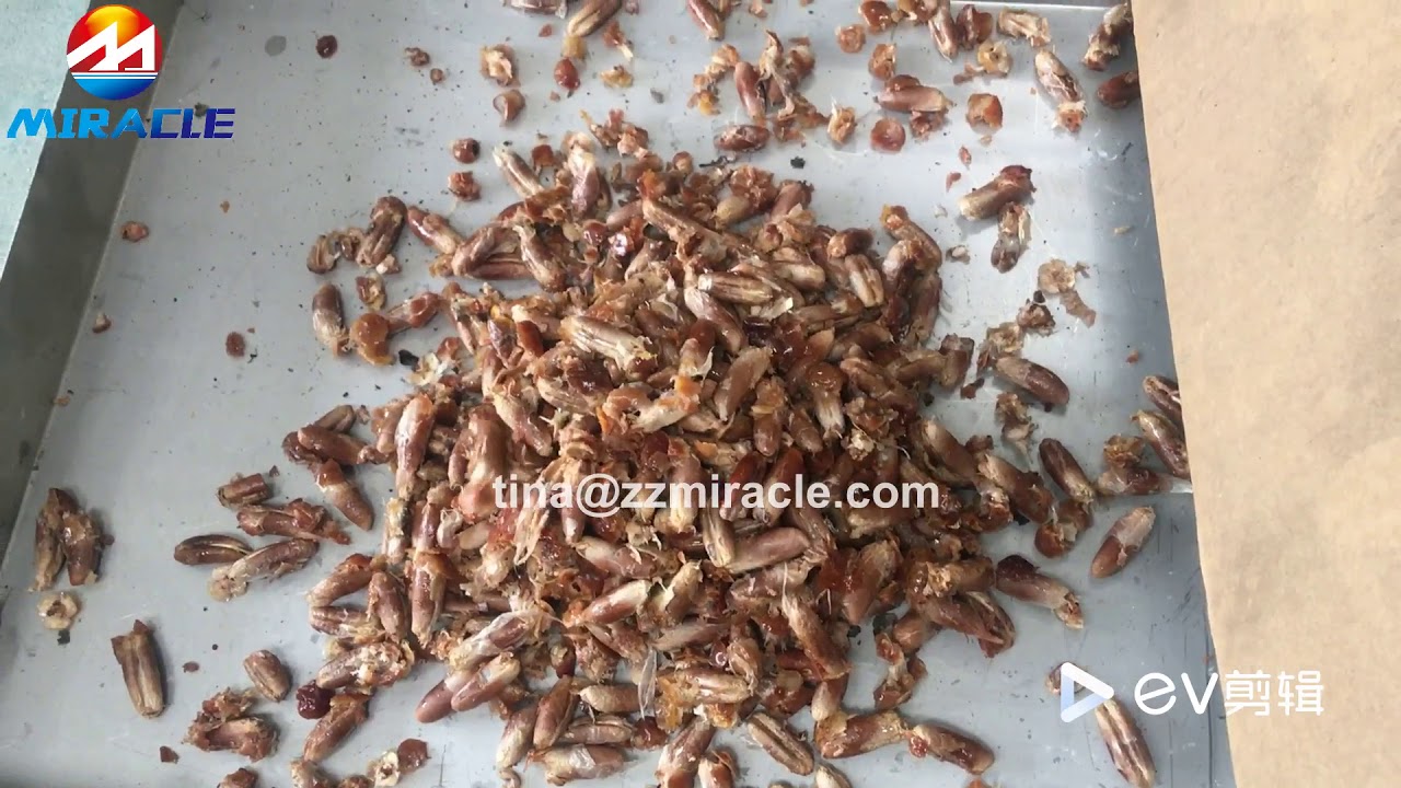 India dry date pitting machine - YouTube