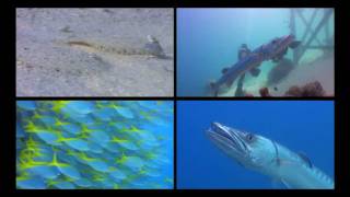 www.scubadealsonline.com - MATAKING ISLAND - Sabah - Malaysia