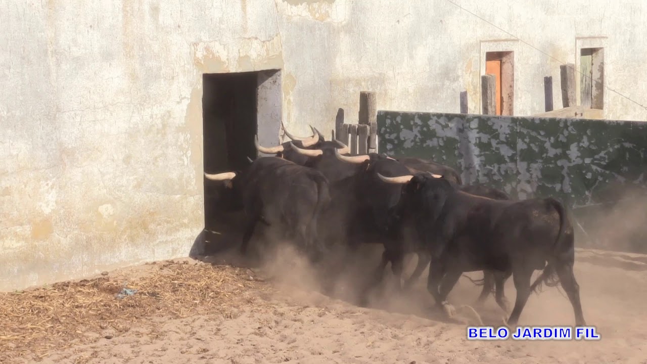 TOIROS CORRIDA FESTA DE SAMORA CASA PRUDÊNCIO 19 DE AGOSTO 2019