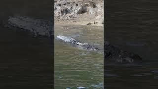 long live the king  #crocodile #croc