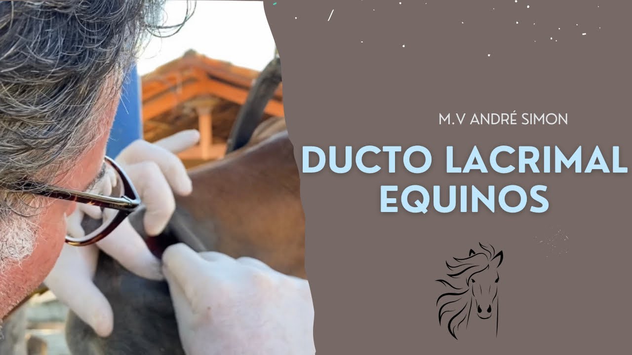 Limpeza do Ducto nasolacrimal em Equinos (importância!!!) | M.V Andre Simon