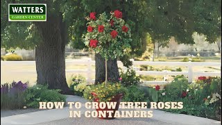 How to Grow Tree Roses in Containers by SignalsAZ 37 views 2 weeks ago 10 minutes, 20 seconds