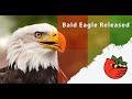 28-Year-Old Bald Eagle Release