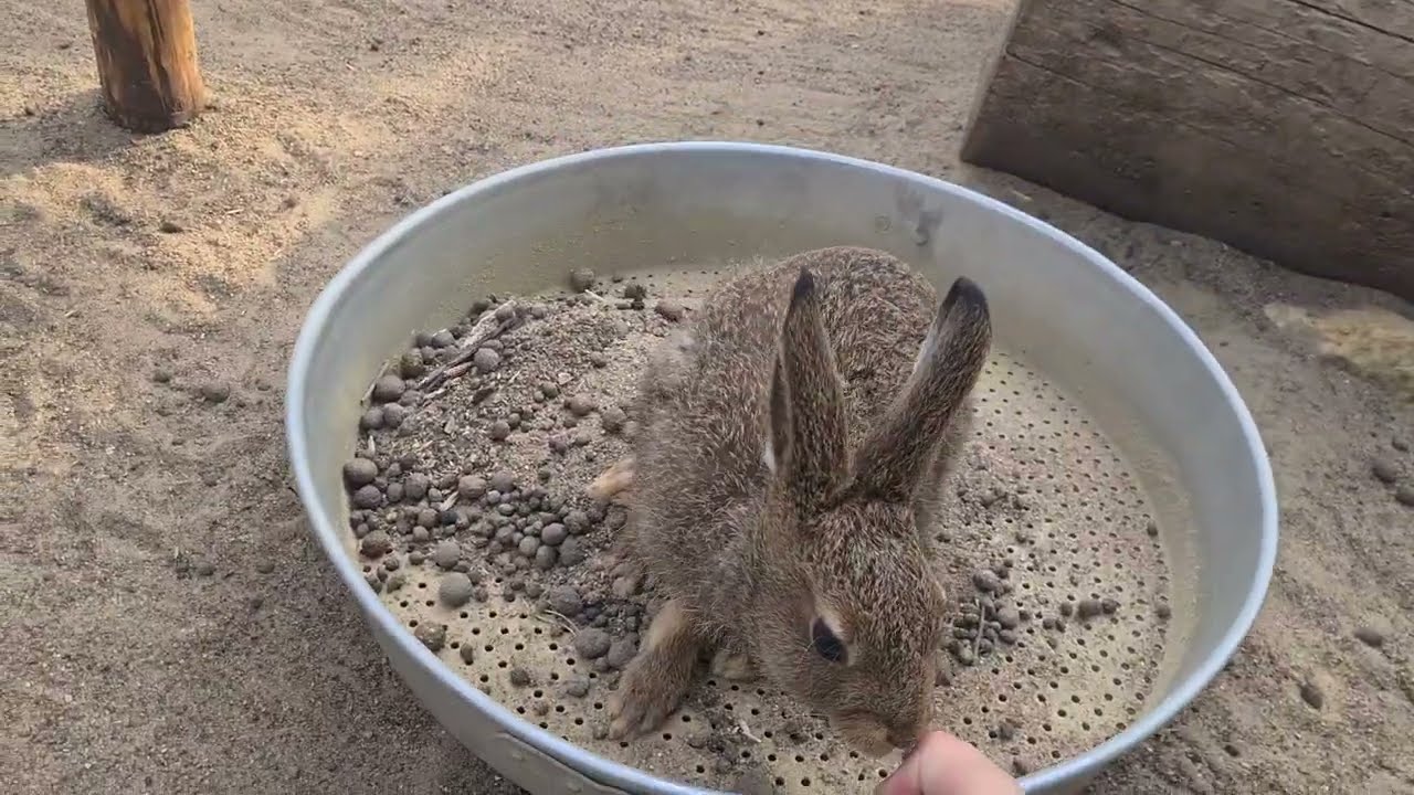 Главный помощник в уборке - Лёшик - YouTube