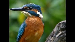 De Ijsvogel.