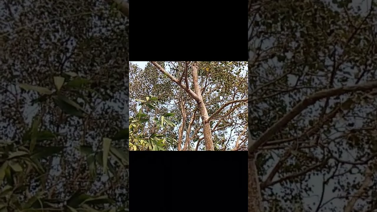 ফার্স্ট জানুয়ারির পিকনিক 🎊🎉