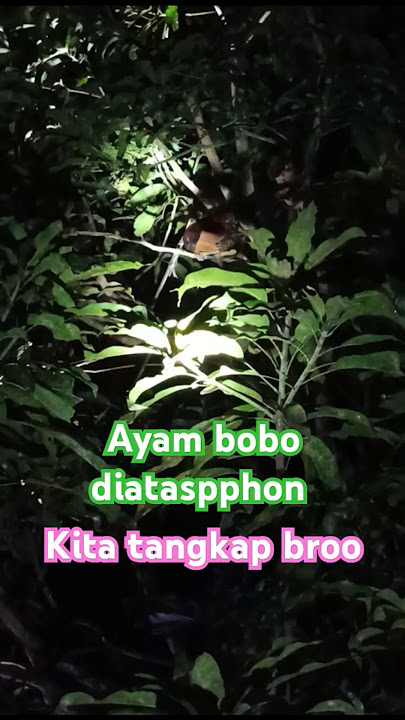 Cara menangkap ayam yang tidur diatas pohon #ayam #ayamjantan #ayamkampung #tangkapayam