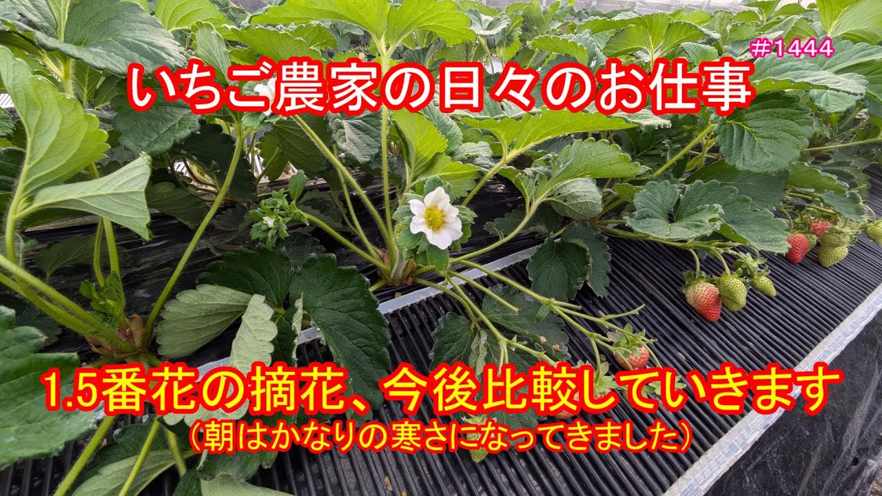 1.5番花の摘花、今後比較していきます（朝はかなりの寒さになってき