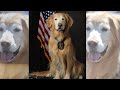 Scottsdale police Crisis Response Canine 'Fozzie' has died Scottsdale police Crisis Response Canine 'Fozzie' has died