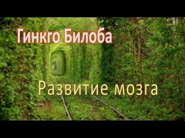 Гинкго Билоба, Развитие мозга!