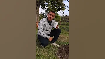 НЕ УДАЛЯЙТЕ лишайники у молодых деревьев! Лучше сделайте ТАК
