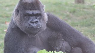 Gorilla Vizazi And Her Mother Mambele Are Enjoying A Healty Breakfast : The Gorillas Of Zoo Antwerp