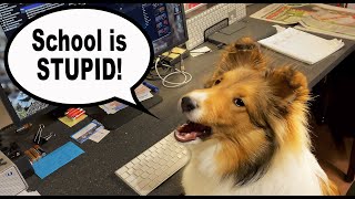 "School is STUPID!" 🎓🐶 a Compilation of Biscuit's "Resistance to Education" History Part 1 e179