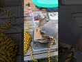 トラロープの末端処理
