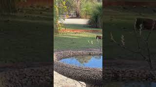Bandicoot by Naizys Place 1 view 2 days ago 9 minutes, 43 seconds