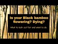 Black Bamboos Flowering Dying