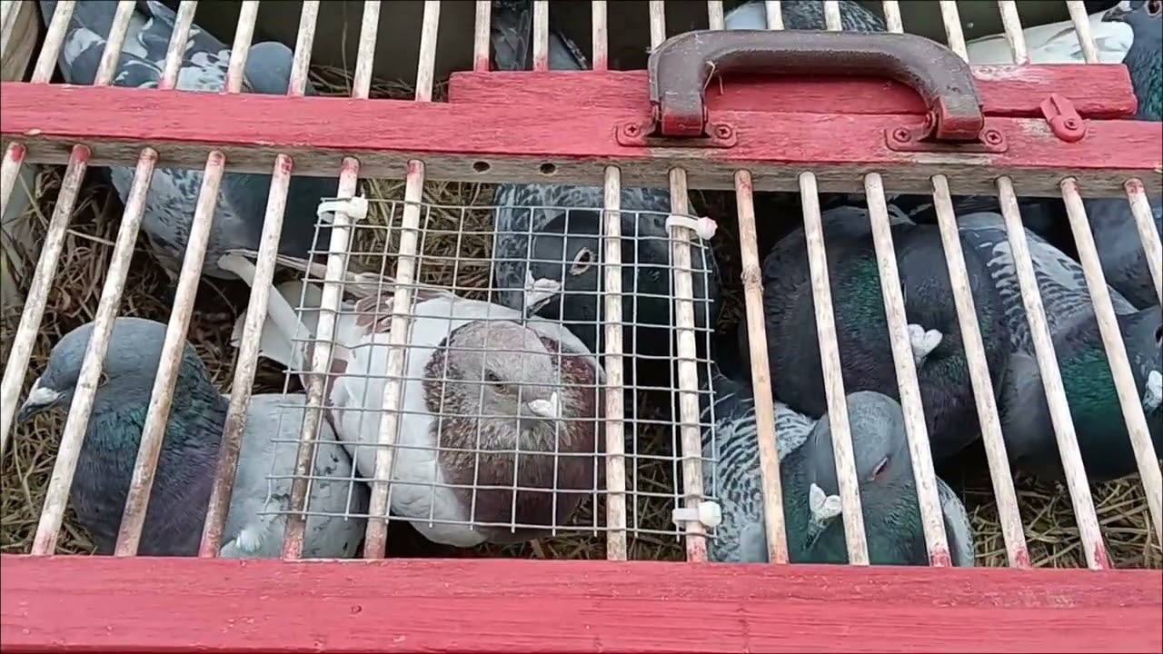 Yearlings 2026 Race Team.