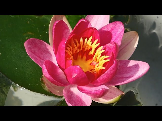 #Timelapse : Water lily opening up (Royalty Free No Copyright) class=