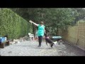 hauwii the small munsterlander doggy dance の動画、YouTube動画。