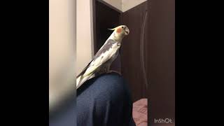 Говорящий попугайчик. В конце поёт песни
