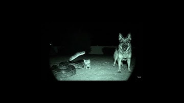 Security Cam Captures Python Taking a cat,Danger is approaching #cat #wildlife  #wgitachi