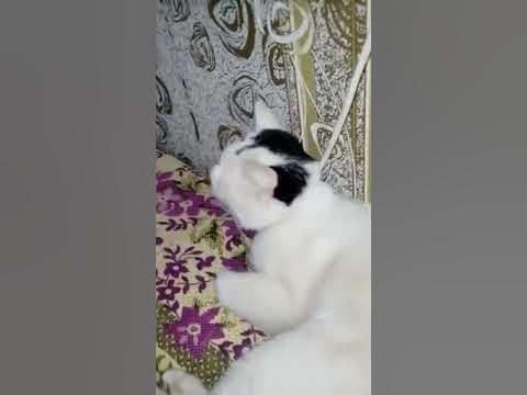 Видео говорящие коты. Кошка говорит мама. Говорящий кот хуан. Кот говорит мама. Говорящие коты и кошки видео.