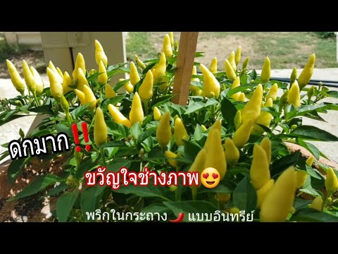 ปลูกพริกในกระถาง..แบบอินทรีย์‼ ดกมาก ผลผลิตดีงาม🌶 update chilies in a pot