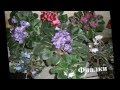 Цветущие комнатные растения  Фото+названия