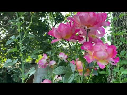 Розы порадуют цветением! Своевременная обрезка!