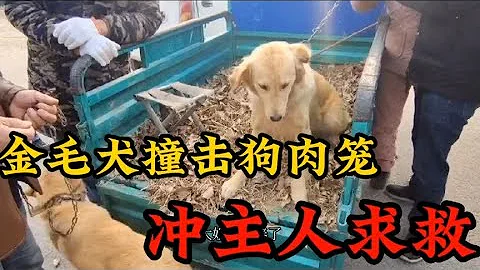 金毛犬被卖狗肉车，疯狂撞击狗肉笼，主人在旁边无动于衷 - 天天要闻