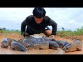 Amazing Catching Fish! Rural Boy Catching a lot of Snakehead Fish in Mud Water in Rainy Season