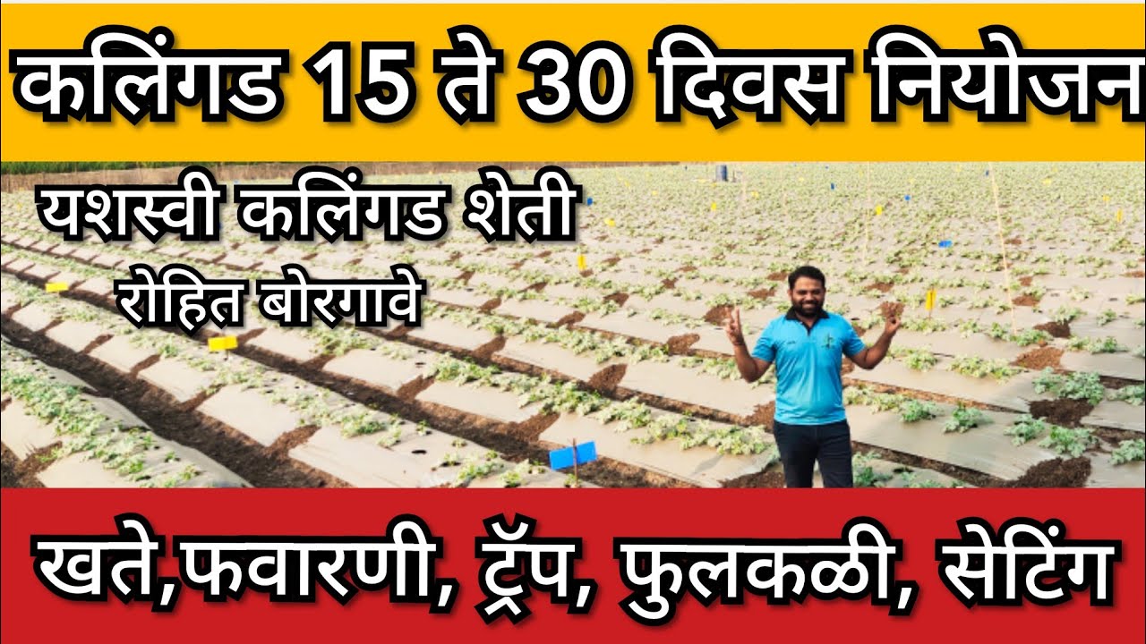 कलिंगड 15 ते 30 दिवस नियोजन,फवारणी, खते, पाणी, #कलिंगड #watermelon #kalingd #rohit_borgave