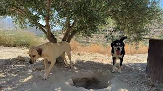 Diva and Phantom Today 😍 A Beautiful, happy Couple - Takis Shelter