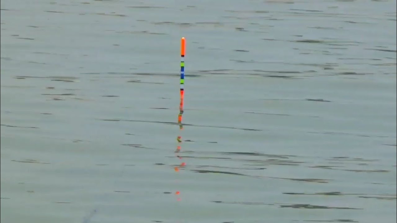 WKO Dimana mana Ikan....