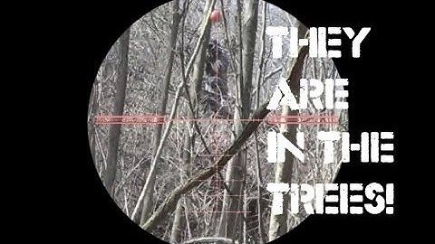 Paintball They are IN THE TREE