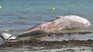 Une baleine de 12 mètres s'est échouée sur une plage de Penmarc’h, dans le Finistère