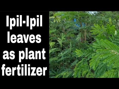 Video: Aký je vedecký názov stromu Ipil Ipil?