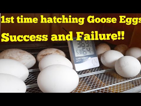 Video: 3 Ways to Hatch Goose Eggs