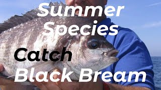 How To Catch Black Bream Shore Fishing Uk And Europe - Beginners And Improvers - Tutorial