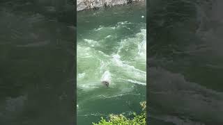 Northern California bear swept downstream while trying to cross South Yuba River