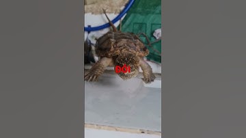 RÙA CÁ SẤU CỔ ĐẠI ĐÒI ĂN