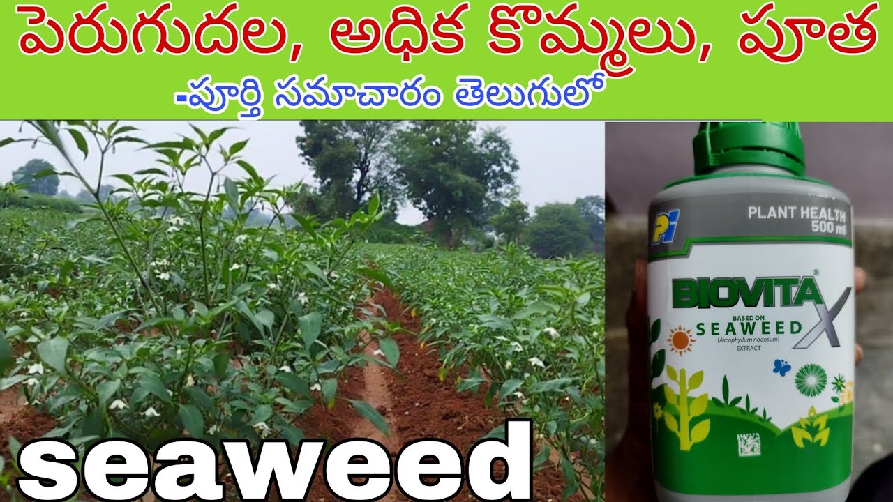 PI BIOVITA |మిరప పంటలో అద్భుతమైన ఫలితం, మొక్క పెరుగుదల, అధిక కొమ్మలు, పూత పూర్తిసమాచారం తెలుగులో.