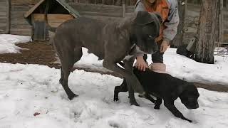 Малышка Ищет Родителей