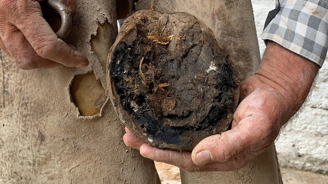 Herrando caballo desplomado