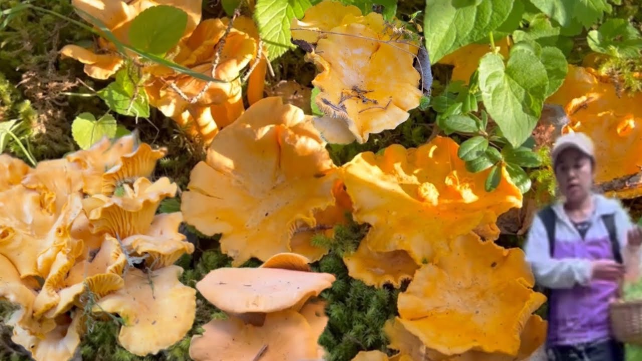 #29 Собрал много грибов за домом, как и каждый год. Ни капли разочарования. 09.08.23