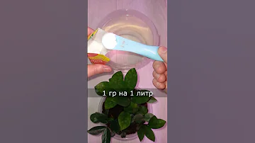 Разбудите замиокулькас и он бешено пойдет в рост, 12 новых веток за 1 год #shorts