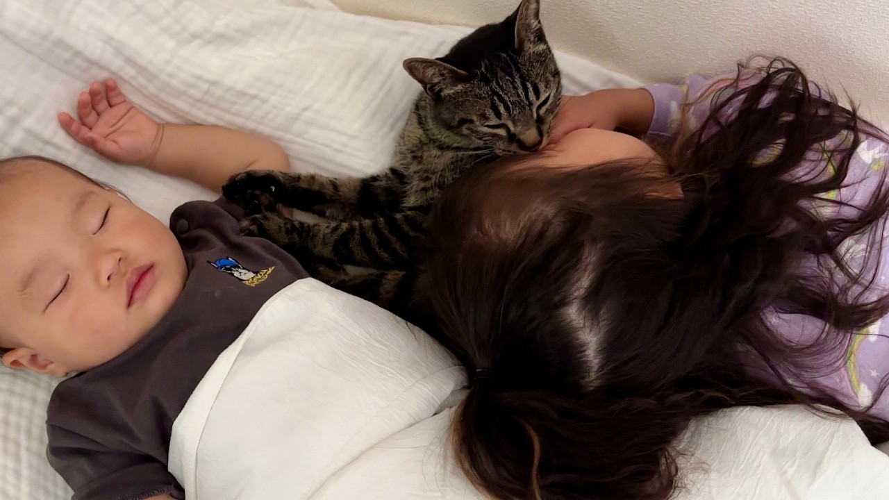 子供たちが寝ていると母性溢れた猫がまさかの行動に