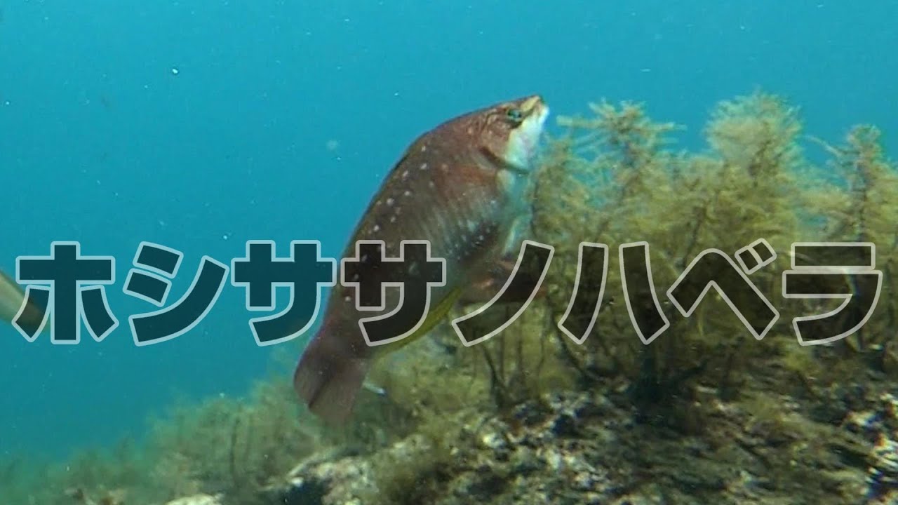 水中映像 魚図鑑 ホシササノハベラ No Uz0015 Youtube