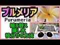 プルメリアの植え替え、挿し木、枝分けの方法。Purumeria ★Slowlife★Gardenmaking★Garden renovati★